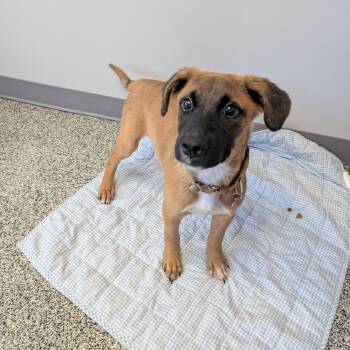 Molly -  German Shepherd Dog and Mixed Breed Dog for Adoption in Detroit, Michigan - Molly | PetCurious