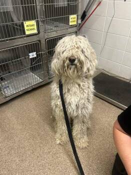 Standard Poodle and Golden Retriever Dogs Available for Adoption in Fruit Heights, Utah - Gus | PetCurious