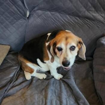 Bella -  Beagle Dog for Adoption in Shelby, North Carolina - Bella | PetCurious