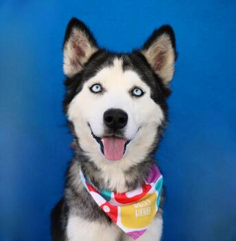 ICE -  Siberian Husky Dog for Adoption in Pasadena, California - ICE | PetCurious