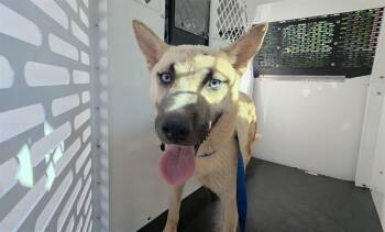 A1267515 -  Husky Dog for Adoption in Charlotte, North Carolina - A1267515 | PetCurious