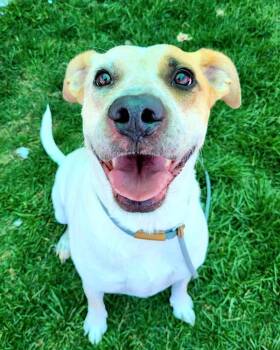 Rescue Australian Cattle Dog Blue Heeler and Pit Bull Terrier Dogs for Adoption in Pocatello, Idaho - Angel 39769 | PetCurious