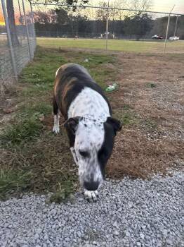 Rescue Australian Cattle Dog Blue Heeler and Labrador Retriever Dogs for Adoption in Fort Payne, Alabama - Shirley | PetCurious