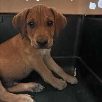 Bleu -  Mixed Breed and Hound Dog for Adoption in Salt Lake City, Utah - Bleu | PetCurious