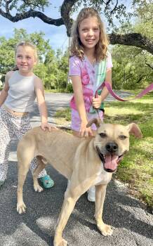 Goose -  Black Mouth Cur Dog for Adoption in Mico, Texas - Goose | PetCurious