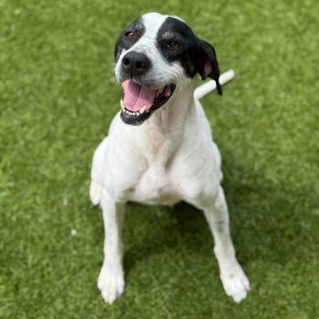 Rescue English Pointer Dogs for Adoption in Loxahatchee Groves, Florida - Tippy 4301 | PetCurious