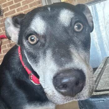 Shepherd Dogs Available for Adoption - Dana | PetCurious