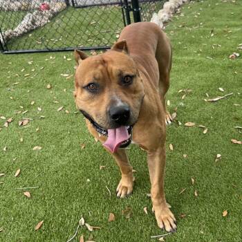 Cecil -  Mixed Breed Dog for Adoption in Port Charlotte, Florida - Cecil | PetCurious