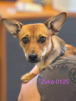Rescue Chihuahua Dogs for Adoption in Sonora, California - Zuka | PetCurious
