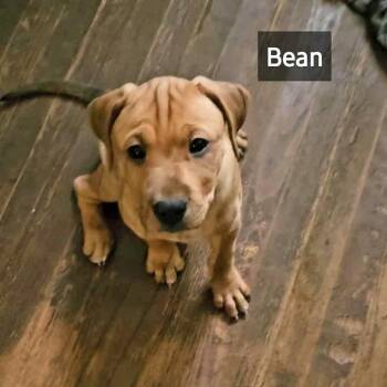 Rescue Labrador Retriever Dogs for Adoption in Marion, North Carolina - Bean | PetCurious