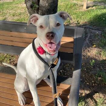 Charmin -  Mixed Breed Dog for Adoption in Dubuque, Iowa - Charmin | PetCurious