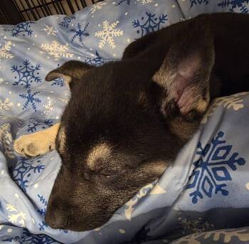 Husky and German Shepherd Dog Dogs Available for Adoption - Midnight | PetCurious