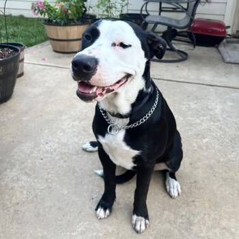 Coco -  American Staffordshire Terrier and Mixed Breed Dog for Adoption in Houston, Texas - Coco | PetCurious