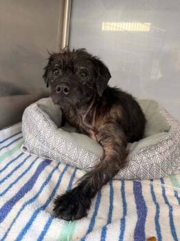 Terrier Dogs Available for Adoption in New York, New York - Lilac (GA) | PetCurious