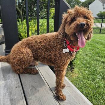 Redd -  Golden Retriever and Poodle Dog for Adoption in Cincinnati, Ohio - Redd | PetCurious