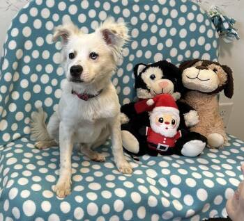 American Eskimo Dog Dogs Available for Adoption in Cedartown, Georgia - Ceelo | PetCurious