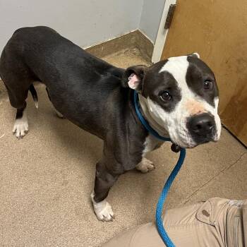 Mixed Breed Dogs Available for Adoption - Dumbledore | PetCurious