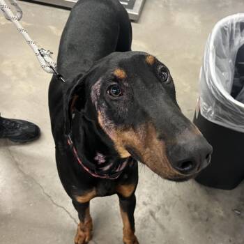 Lenny -  Doberman Pinscher Dog for Adoption in Tampa, Florida - Lenny | PetCurious