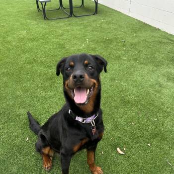 Duey -  Rottweiler and Mixed Breed Dog for Adoption in Detroit, Michigan - Duey | PetCurious