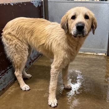 PBA-Stray-11734 -  Great Pyrenees and Mixed Breed Dog for Adoption in Pine Bluff, Arkansas - PBA-Stray-11734 | PetCurious
