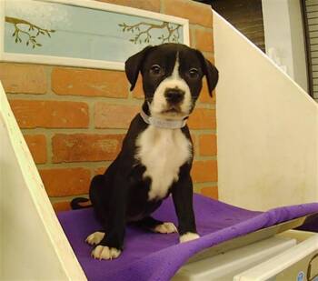 PUPPY 1 -  Chihuahua and Mixed Breed Dog for Adoption in Houston, Texas - PUPPY 1 | PetCurious