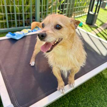 Barkley -  Terrier Dog for Adoption in Agoura Hills, California - Barkley | PetCurious