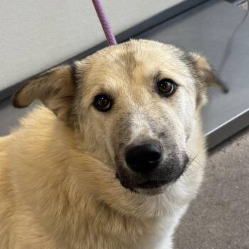 Mixed Breed Dogs Available for Adoption in Las Cruces, New Mexico - 107087 | PetCurious