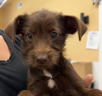 Border Terrier and Miniature Poodle Dogs Available for Adoption in Hood River, Oregon - Mocha | PetCurious