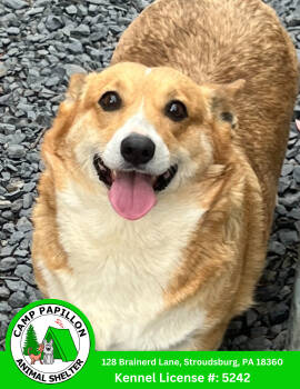 Rescue Corgi Dogs for Adoption in Stroudsburg, Pennsylvania - Tasha | PetCurious