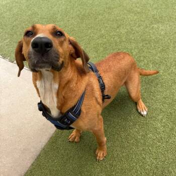 Redbone Coonhound Dogs Available for Adoption in Titusville, Florida - Rita | PetCurious