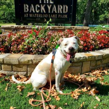 Lily -  Pit Bull Terrier Dog for Adoption in Denison, Texas - Lily | PetCurious