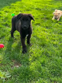 Mixed Breed Dogs Available for Adoption in Sun Prairie, Wisconsin - Ill Will | PetCurious