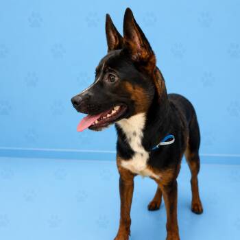 Brooks -  Mixed Breed Dog for Adoption in Memphis, Tennessee - Brooks | PetCurious