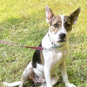 Petey Jam -  Hound and Australian Cattle Dog Blue Heeler Dog for Adoption in Andover, Massachusetts - Petey Jam | PetCurious
