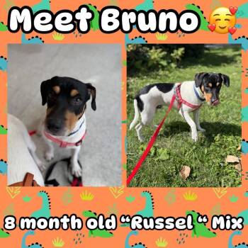 Rescue Jack Russell Terrier Dogs for Adoption in Homewood, Illinois - Bruno | PetCurious