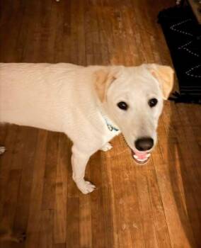 Labrador Retriever Dogs Available for Adoption - Kane | PetCurious