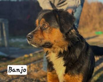 Australian Shepherd and Bernese Mountain Dog Dogs Available for Adoption - Banjo | PetCurious