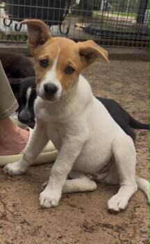 Australian Cattle Dog Blue Heeler and Labrador Retriever Dogs Available for Adoption in Littleton, Colorado - Miller | PetCurious
