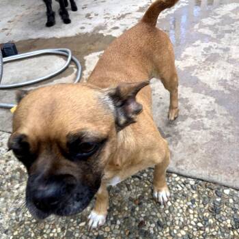 Zella -  French Bulldog Dog for Adoption in Apple Valley, California - Zella | PetCurious