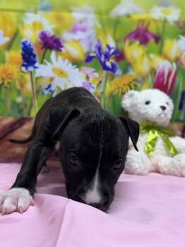 Rescue American Staffordshire Terrier and Mixed Breed Dogs for Adoption in San Antonio, Texas - Captain Marvel | PetCurious