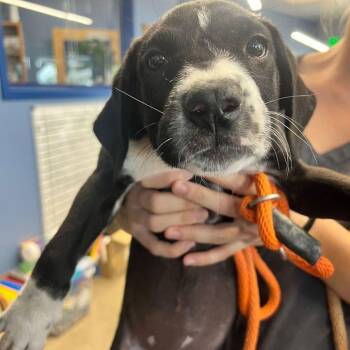 Ellie -  American Staffordshire Terrier Dog for Adoption in Kingman, Arizona - Ellie | PetCurious