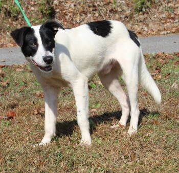 Rescue Shepherd and Border Collie Dogs for Adoption in Prattville, Alabama - Joker 42659 | PetCurious