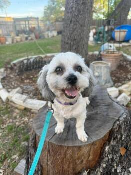 Lhasa Apso and Poodle Dogs Available for Adoption in Lockhart, Texas - Laci Is Luxury And Lovely | PetCurious