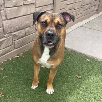 Bubba -  Boxer and Pit Bull Terrier Dog for Adoption in Wichita, Kansas - Bubba | PetCurious