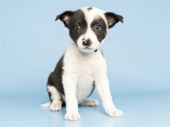 SILVER -  Chihuahua and Mixed Breed Dog for Adoption in Phoenix, Arizona - SILVER | PetCurious