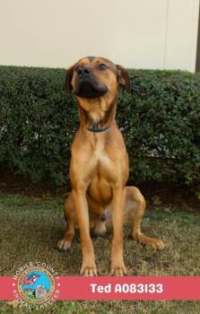 Ted -  Black Mouth Cur Dog for Adoption in Mobile, Alabama - Ted | PetCurious