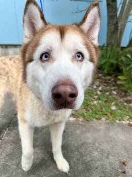Blu -  Siberian Husky and Mixed Breed Dog for Adoption in New Orleans, Louisiana - Blu | PetCurious
