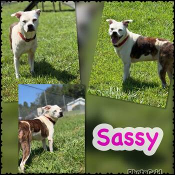 Sassy -  English Bulldog and Mixed Breed Dog for Adoption in Blountville, Tennessee - Sassy | PetCurious