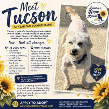Poodle Dogs Available for Adoption in Hop Bottom, Pennsylvania - Tuson | PetCurious