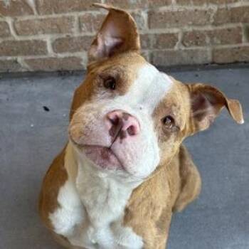 Smiley -  Pit Bull Terrier Dog for Adoption in New Orleans, Louisiana - Smiley | PetCurious